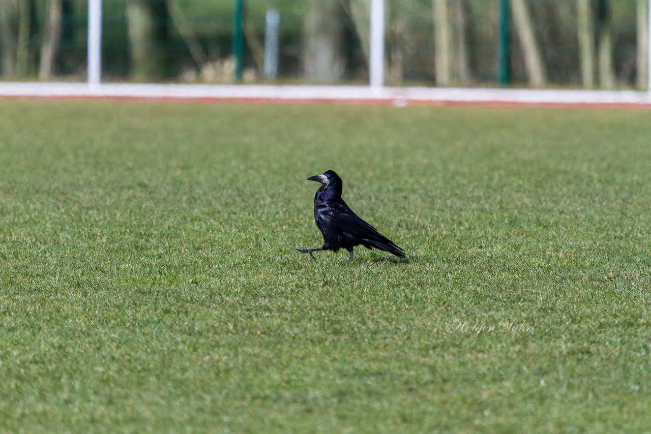 Bild 93 - B-Juniorinnen VfL Oldesloe - Krummesser SV _ Ergebnis: 4:0